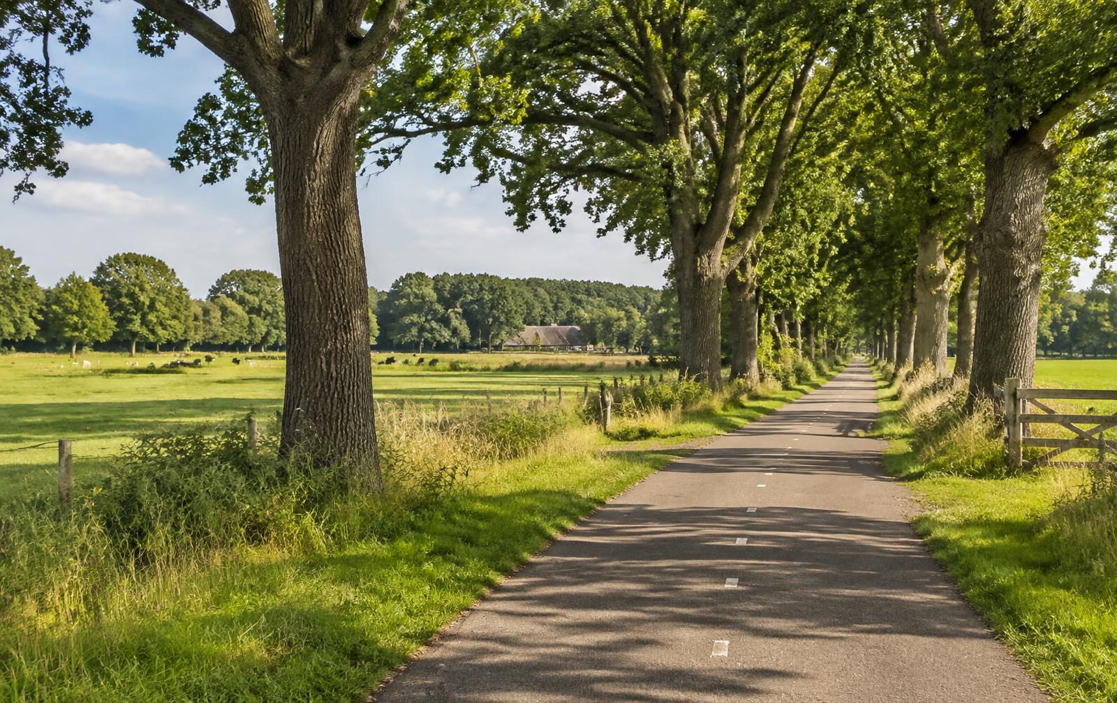 Fietspad met oude eiken langs Drentse weilanden